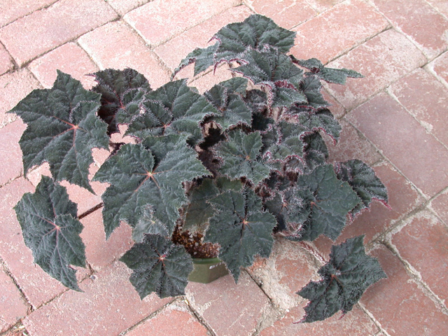 B. ‘Hairy Thing’